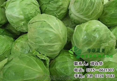 青島包菜批發(fā)、華康蔬菜基地圖片