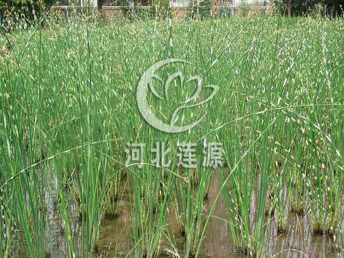 供應水蔥種苗,白洋淀水生植物基地圖片