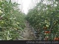 新塘饭堂承包-荔城食材配送-萝岗生鲜配送