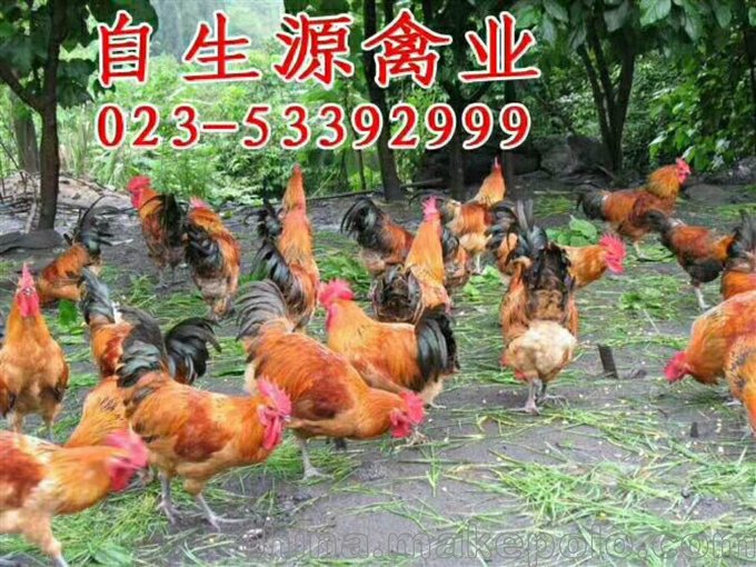 售豐都土雞批發(fā),飼養(yǎng)成本低,深受各地養(yǎng)殖戶一致,歡迎考察圖片