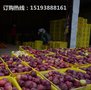 现货代发 甘肃天水花牛苹果 批发特价 零售包邮 国产美国蛇果