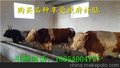 绍兴肉牛养殖场{