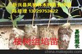 桉树组培苗无纺布轻质桉树组培苗  3229速生桉 广9桉树