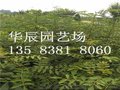 花椒树苗批发 大红袍花椒苗价格 山东花椒