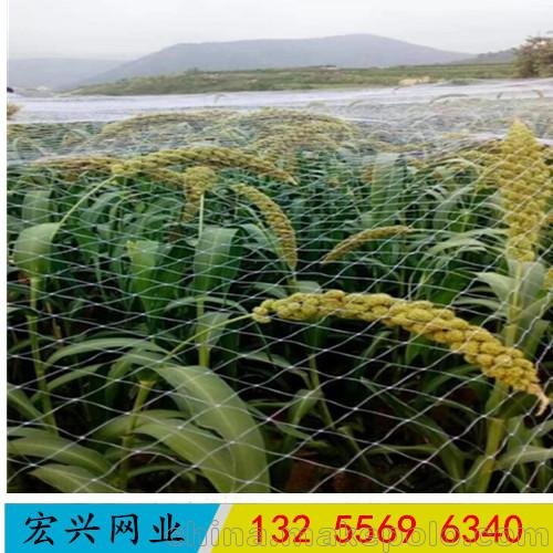廠家直銷園林 葡萄園防鳥網(wǎng)外貿(mào) 透明網(wǎng)果園防鳥網(wǎng)圖片
