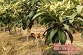 白玉枇杷苗、枇杷苗、繁茂苗木(在线咨询)