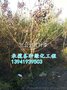 辽宁绿化苗木灌木草坪那全价格合理