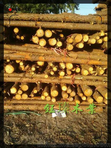 本溪市道路綠化桿木材批發(fā)圖片
