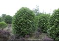 桂花球 桂花球批发价格 四川成都桂花球供应基地