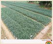 浏阳矮麦冬,浏阳玉龙草,湖南玉龙草盆苗成市场新宠