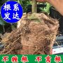 如何正确使用无纺布育苗袋