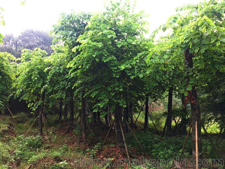 销售羊蹄甲紫荆价格四川泸州红花羊蹄甲基地