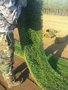 大连沈阳草坪直销批发