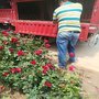 基地供应品种月季花苗欧洲月季