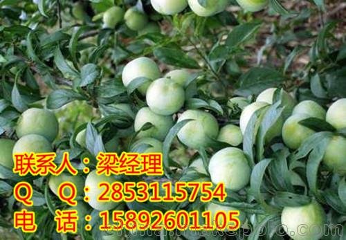 重慶優(yōu)質(zhì)李子苗，重慶李子量種植圖片