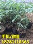 德阳藤椒苗基地 德阳九叶青花椒苗批发