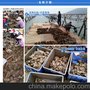 东莞生蚝 供应刺身 生吃 炭烧 烧烤生蚝 出口高端品质台山生蚝