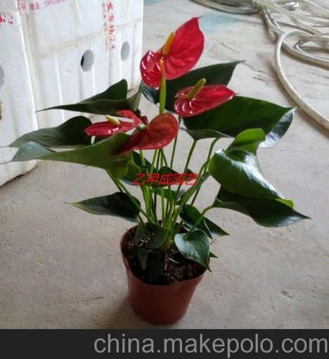 批發(fā)室內花卉 紅掌-驕陽120#B級東星花場直銷圖片