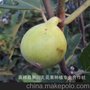 绿早  ：供应绿早无花果苗批发 单果大 卖相好绿色无花果优良品种