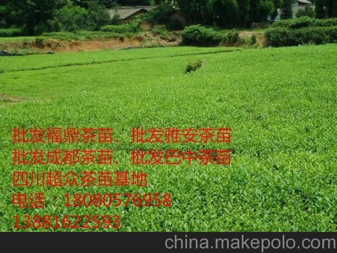 遵義茶葉苗、遵義福鼎大白茶苗圖片