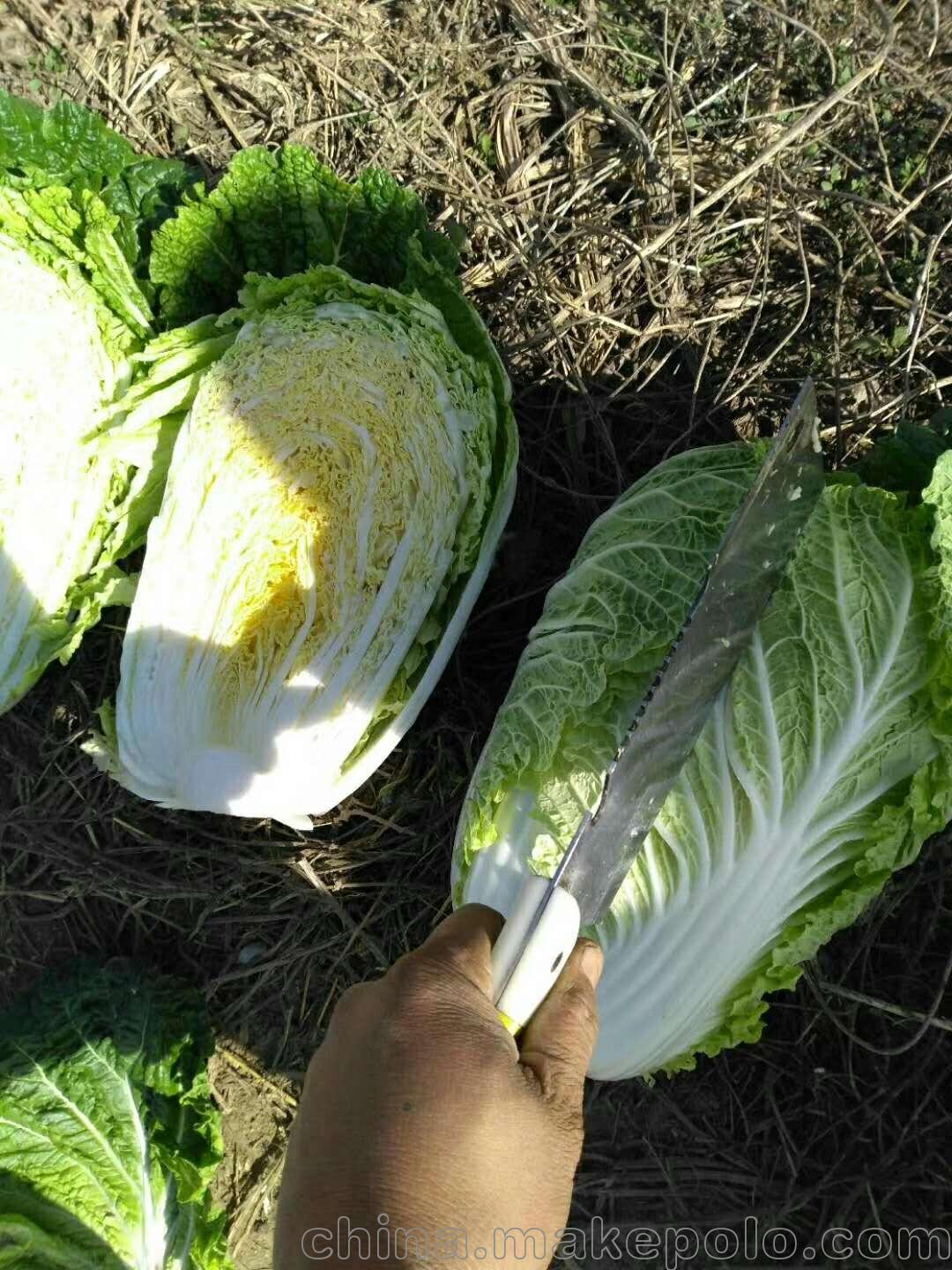 山东大白菜产地直销大批量供应
