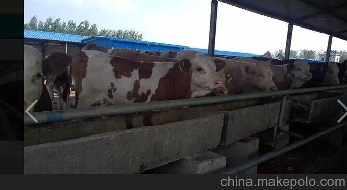 湖北小牛犢價格圖片