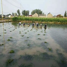 中山市密刺苦草苗種植施工  大哭草種苗基地銷(xiāo)售 包成活
