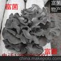 供应灰树花 粟蘑原种 菌种 优质品种