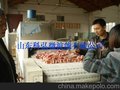 供应微波羊肉缓化设备