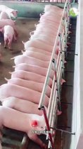 養(yǎng)豬場：水處理過濾設(shè)備案例，超濾一體機(jī)和反滲透純水設(shè)備養(yǎng)殖用戶