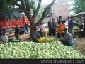 批发山东各种甜瓜