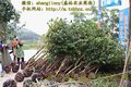 大果红花油茶图片大全树开花结果基地图