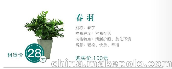 綠植養護植物出租服務(wù)價(jià)格明細——花美匯圖片