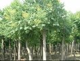 栾树苗新价格/翔禾苗圃供/