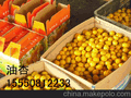 出售珍珠油杏树苗，高产耐运输杏苗