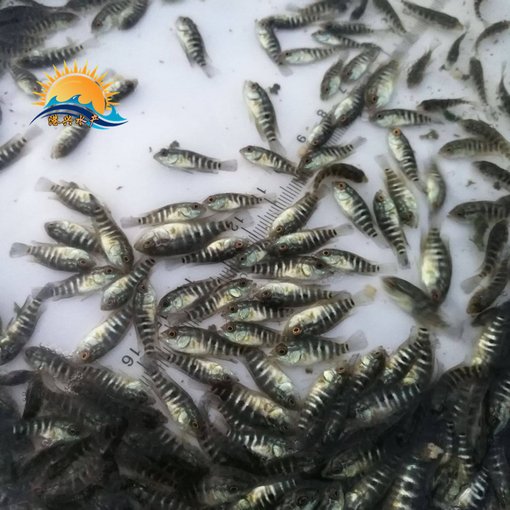 南部淡水石斑魚苗 其他石斑魚 石斑魚出售圖片