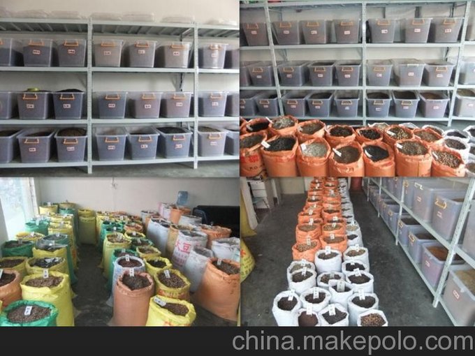 泰州適合學校草坪用的草種子圖片