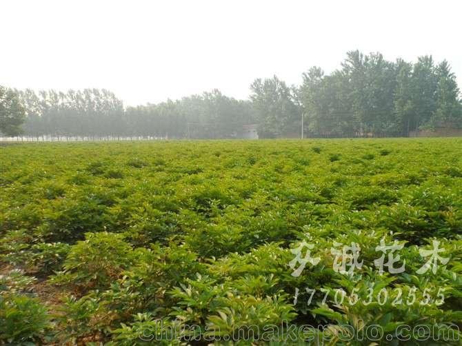 大量出售芍藥苗 芍藥苗批發(fā)商圖片