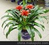 绿植租赁 嘉定自有苗圃租赁公司 草皮修剪及 养护