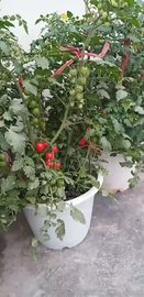 寿光天宏种业有限公司盆栽小番茄