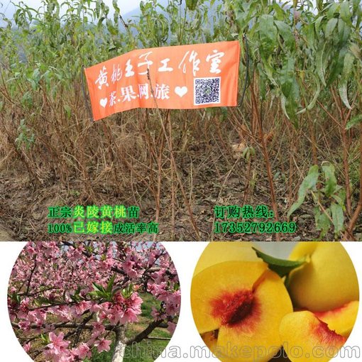 黃桃王子 苗木基地直供 湖南炎陵黃桃苗一年生苗技術(shù)指導(dǎo)圖片