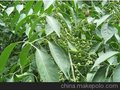 丝棉木新价格/翔禾苗圃供/