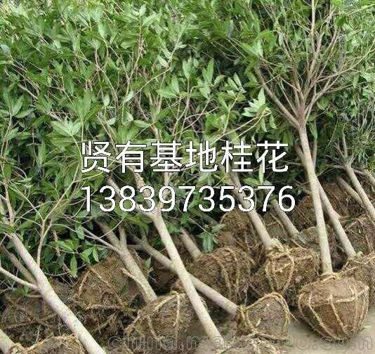 河南7公分桂花價格 金葉女真球價格 桂花苗價格圖片