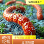 电子束灭菌：终结大肠杆菌超标的科技利器