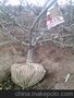 供应占地果树，占地用苹果树价格低，占地用树大量低价销售