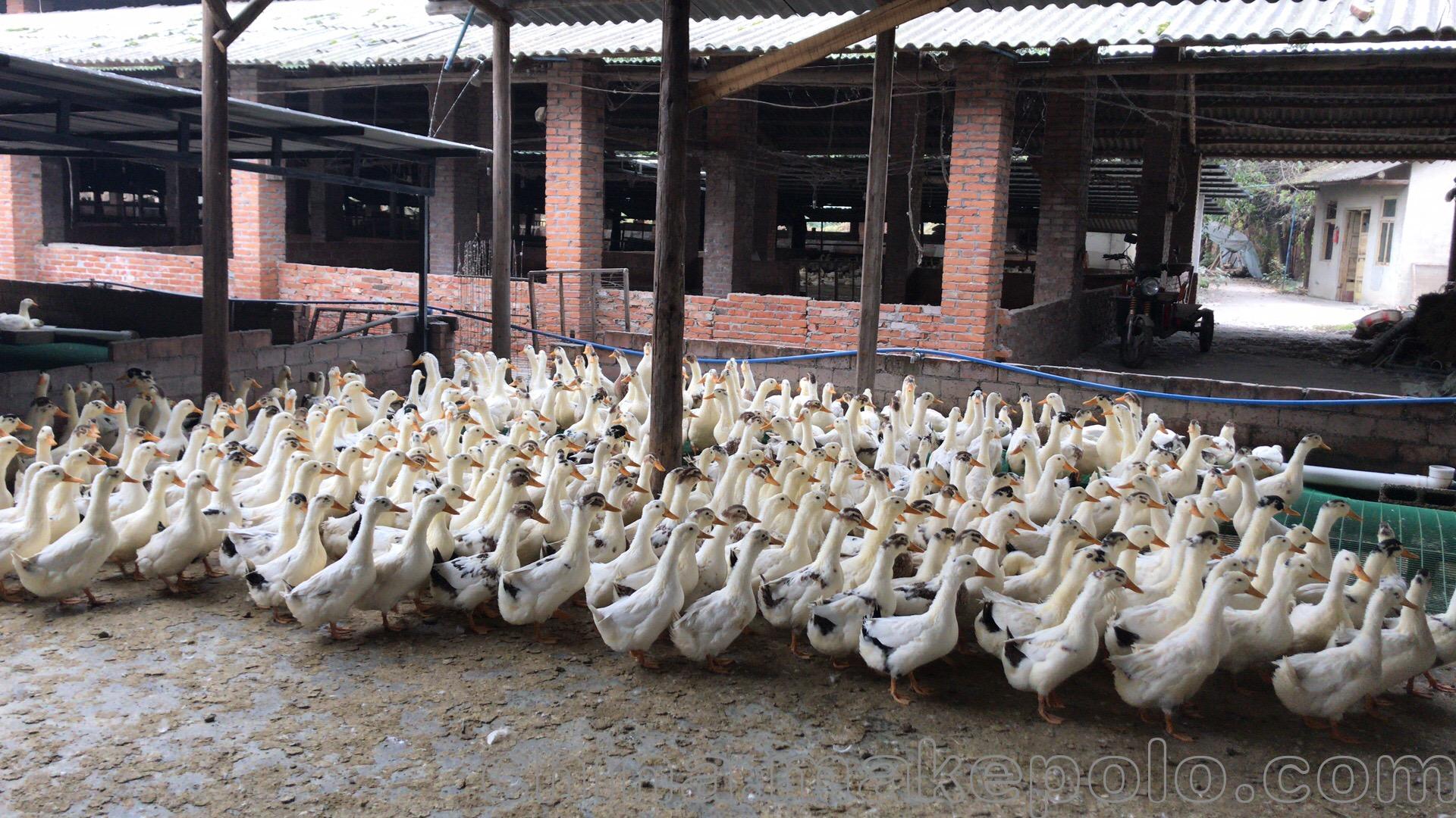 孵化公司直批优质肉鸭苗 花边鸭苗批发 麻鸭苗养殖