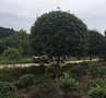 湖南精品桂花树-长沙桂花树优惠来宏景轩