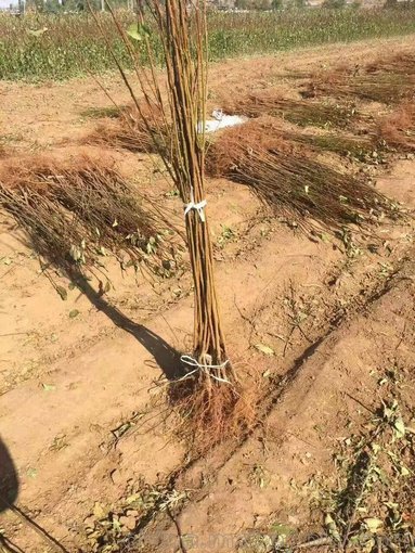 哈爾濱蘋果苗 綏化123蘋果苗 牡丹江蘋果樹苗 大量批發(fā)果樹苗圖片