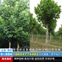 23公分法桐1,2,3年冠幅速生法桐23公分带冒法桐价格 图片