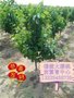 车厘子苗苗木基地/福源大樱桃
